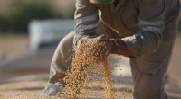 China to Boost Domestic Crop Production with Genetically Modified Seeds