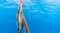 Rare Footage: Female Blanket Octopus Spotted in Great Barrier Reef