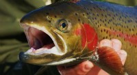 Improving Steelhead Survival: Research on Hatchery Fish