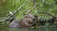 Beavers and River Restoration in Scotland: A New Study
