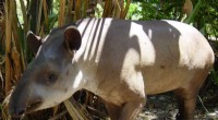 Lowland Tapir Conservation: Urgent Threat in the Atlantic Forest