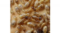Termite Evolution: New Research Challenges Size Theory