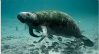 Manatee Starvation Crisis: Feeding Efforts Continue Amidst Challenges
