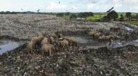 Plastic Pollution Threatens Sri Lanka s Elephants: Conservation Crisis