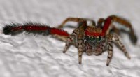 Colorful Jumping Spider with Color Vision Challenges Discovered