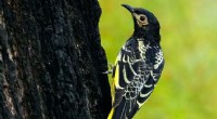 Regent Honeyeaters: A Race Against Extinction - Conservation Efforts