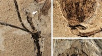 Ancient Flower Bud Fossil: Earliest Record of Angiosperms Discovered