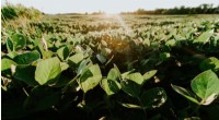 Soybean Research: Unlocking Salinity Tolerance for Enhanced Crop Yields