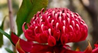 Decoding Waratahs: Unlocking Genetic Secrets for Conservation