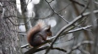 Red Squirrel Conservation: Are Current UK Strategies Harming the Species?