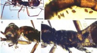 Ancient Pollination Discovery: Gymnosperms Fed Alienopterid Insects