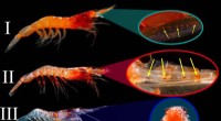 Deep-Sea Shrimp Bioluminescence: Evolution & Habitat