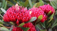 Decoding the Waratah: Unraveling the Genetic Secrets of Australia s Iconic Flower