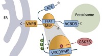 Organelle Contact Regulation: New Insights into Cellular Compartment Interactions