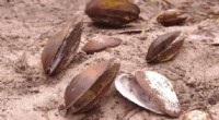 Freshwater Mussel Extinction: A Silent Crisis in Our Rivers