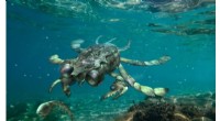 Callichimaera perplexa: Uncovering the Ancient  Platypus Crab  of the Cretaceous Seas