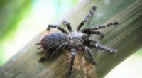New Tarantula Species Discovered Living in Bamboo in Thailand