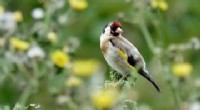 Industrial Farming s Impact on Bird Diversity: New UBC Study
