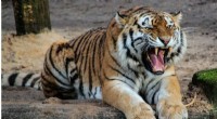 U.S. Linked to Significant Portion of Illegal Tiger Trade: New Study