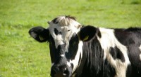 Tracking Antimicrobial Use in Livestock: Combating Resistance