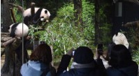 Tokyo Zoo Welcomes Adorable Twin Panda Cubs – A Brief Public Debut
