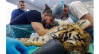 Amur Tiger Cub Recovers After Frostbite and Surgery in Russia
