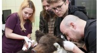 Brown Bear Cub in Poland Receives Urgent Veterinary Care