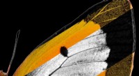 Gene Discovery Reveals Mechanism for Butterfly Wing Iridescence