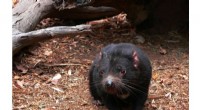 Tasmanian Devils Challenge Scavenging Norms: A New Study