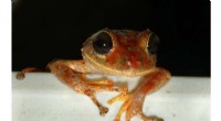 Greta Thunberg Rainforest Frog: New Species Discovered in Panama