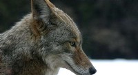 Help Relocate Captive Coyote to Sanctuary - Petition