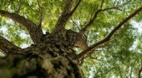 Climate Change & Street Trees: Which Species Will Survive?