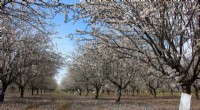 Drought Threatens Spain s Almond Plantations: A Look Back at Water Restrictions