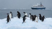 Protecting Antarctica: The Threat of Invasive Species