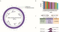 Artificial Chromosomes for DNA Data Storage: Yeast Study Reveals Chromatin Structure & Transcription