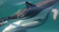 Dolphin Clitoris: New Research Reveals Anatomical Evidence of Functionality