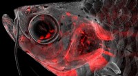 Zebrafish Head Development: Unraveling Craniofacial Birth Defects