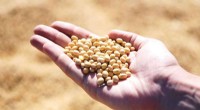 Foliar Fungicides Boost Soybean Yields: New Research