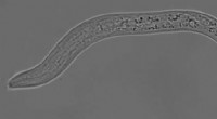 C. elegans Neuron Identity: Genetic Mechanism for Salt Detection