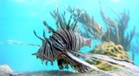 Effective Lionfish Capture Strategies: Dawn & Dusk Peak Efficiency - U of A Study