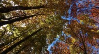 Unlocking Tree Growth: The Vital Role of Fungi in Forest Ecosystems