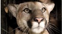 Inbreeding Threatens Southern California Mountain Lion Population