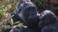 Rare Gorilla Born in Virunga National Park – A Sign of Hope for Endangered Species
