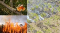 Wildfire Impacts on Wildlife: Understanding Animal Survival and Recovery