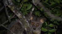 Bushbaby Stress: Understanding Their Wellbeing and Behavior