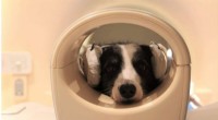Dogs Understand Language: New Study Reveals Brain Activity