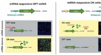 RNA Logic Gates Enhance Stem Cell Quality for Cell Therapies