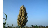 Bioenergy Sorghum: A Sustainable Solution for Soil Carbon Sequestration