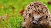 Ancient Origins of MRSA: New Research Reveals Resistance in Hedgehogs Before Antibiotics