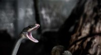 Four-Legged Snake Fossil Rewrites Evolutionary History